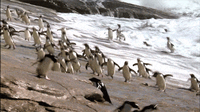 Decenas de pingüinos corriendo en la costa