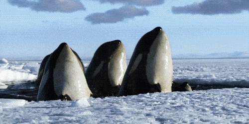Familia de orcas emergiendo en un respiradero de una zona helada